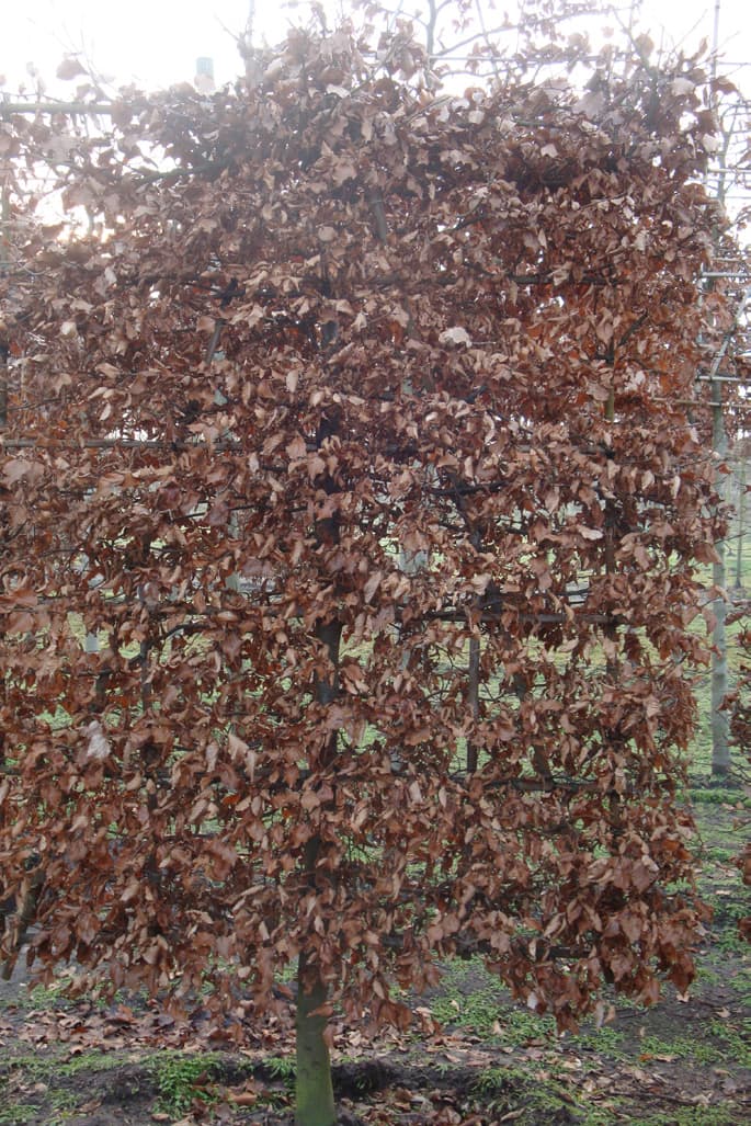 Pleached Beech - Image 4