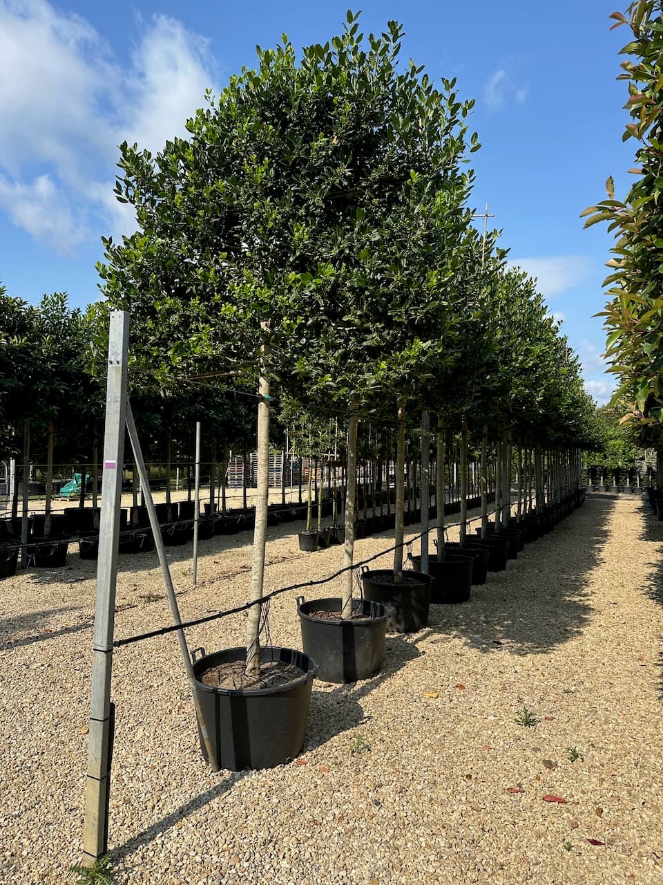 Pleached Holly - Image 3