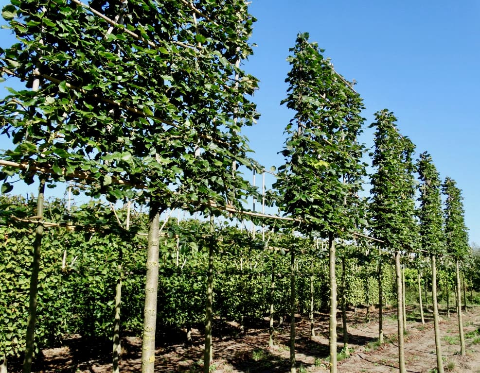 Pleached Lime - Image 2
