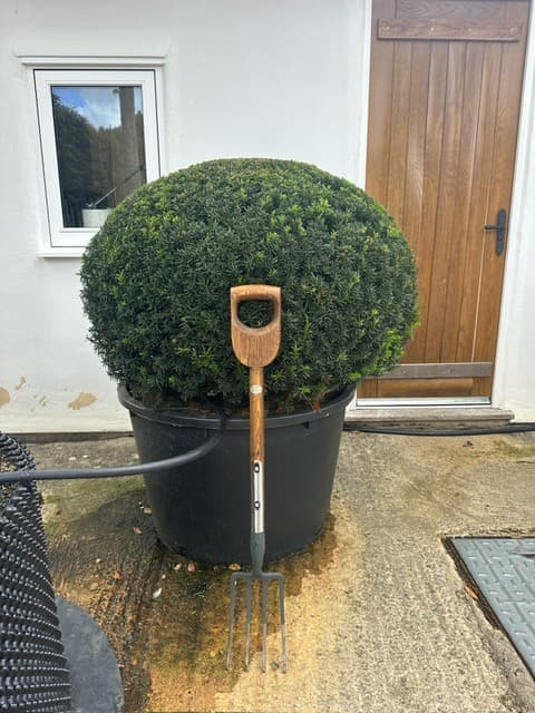Yew Ball