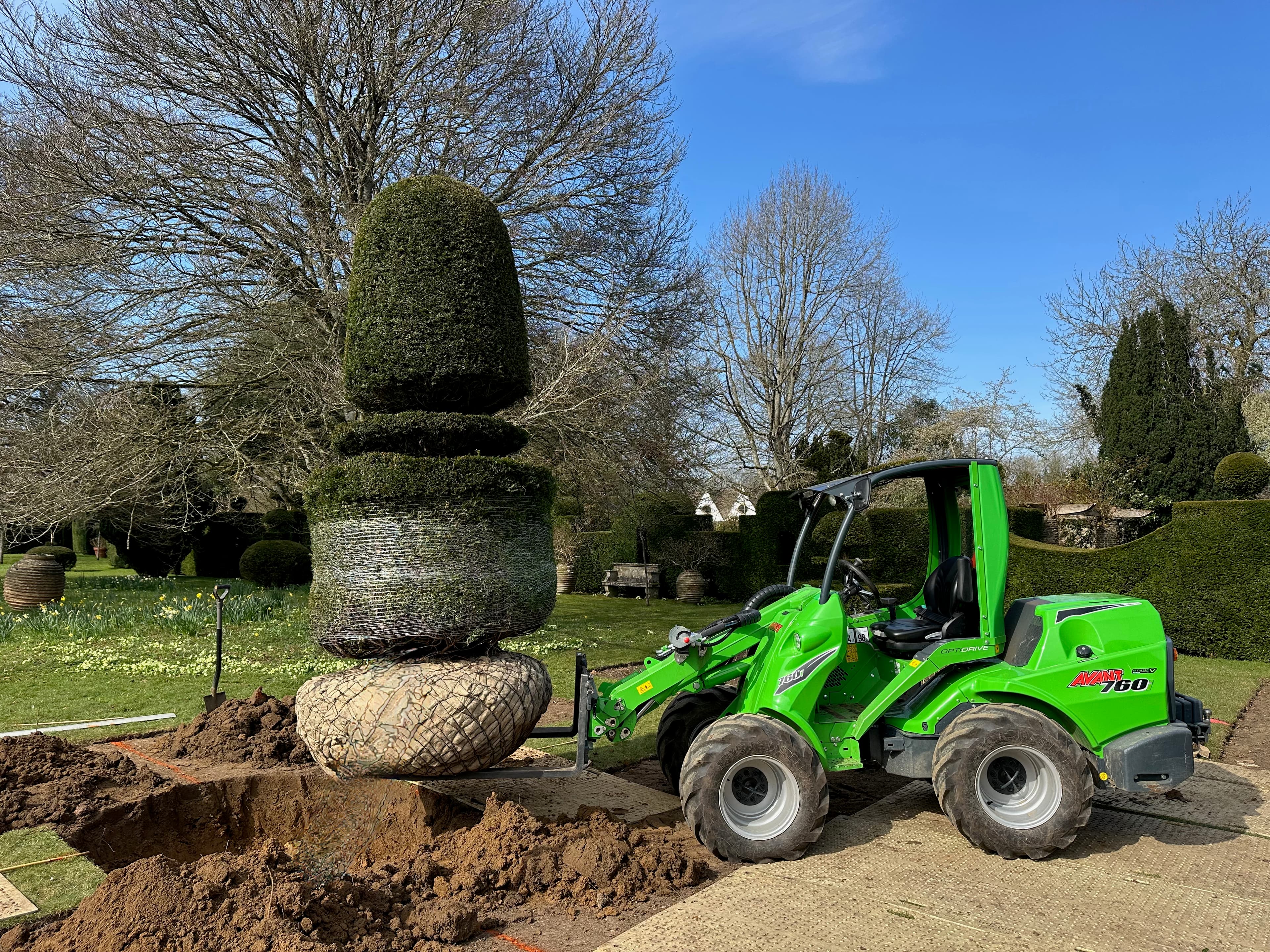 Trees being planted in a formal line