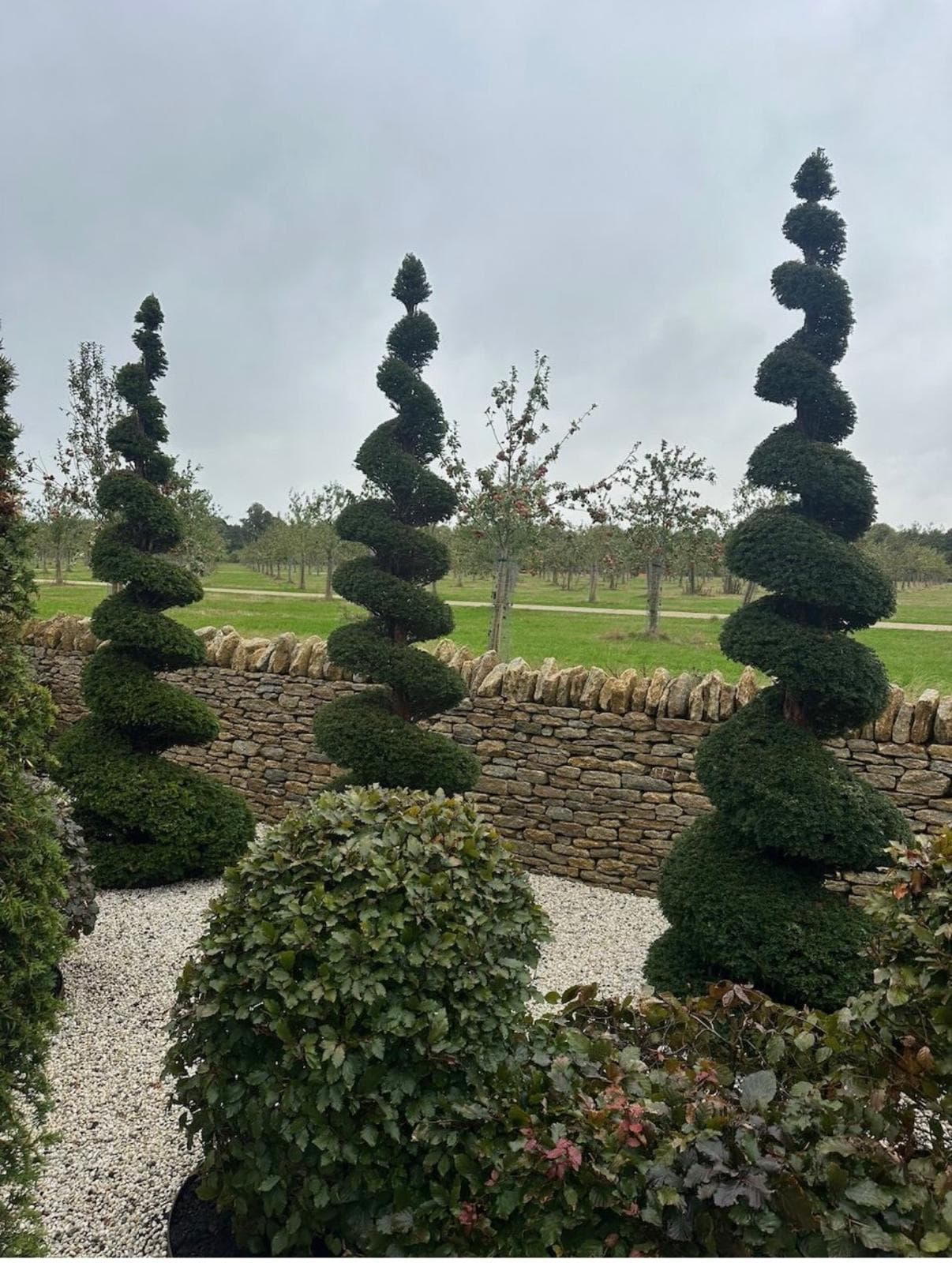 Pair of spiral topiary specimens behind Cotswold stone wall