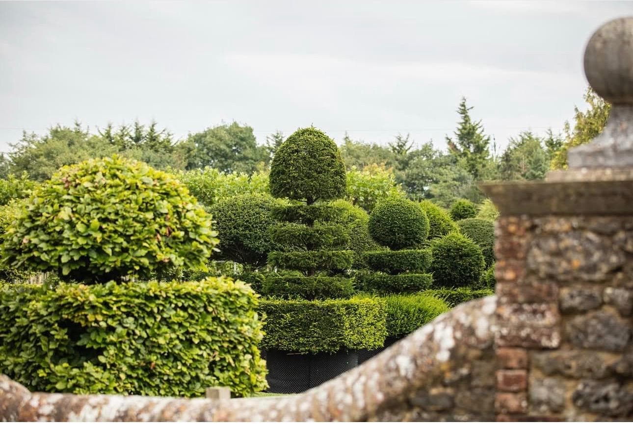 Mature topiary specimens in formal garden with stone wall