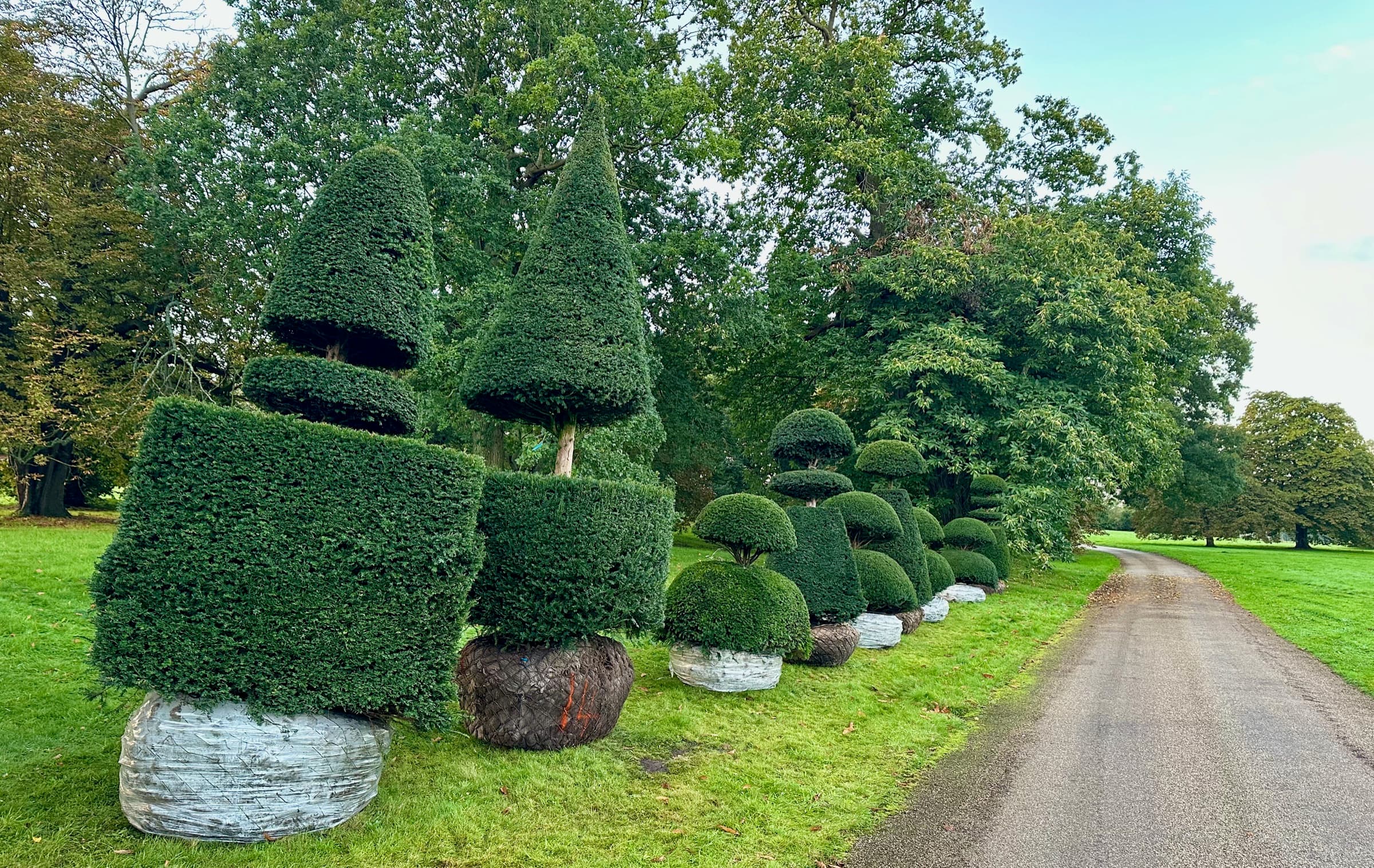 Row of rootballed yew topiary specimens awaiting planting at Sandringham