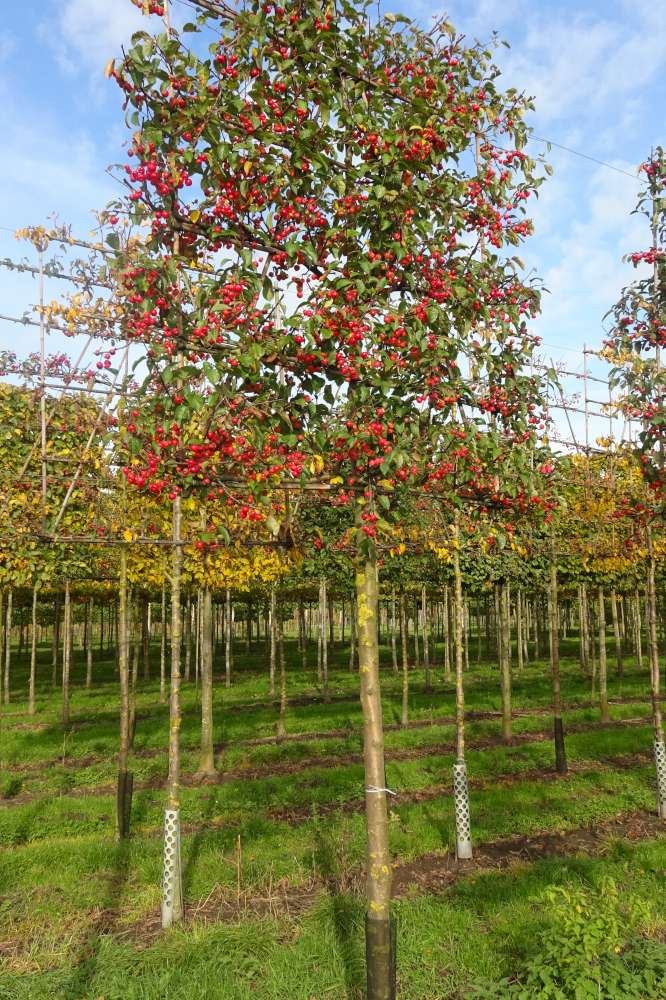 Pleached Crab Apple Evereste