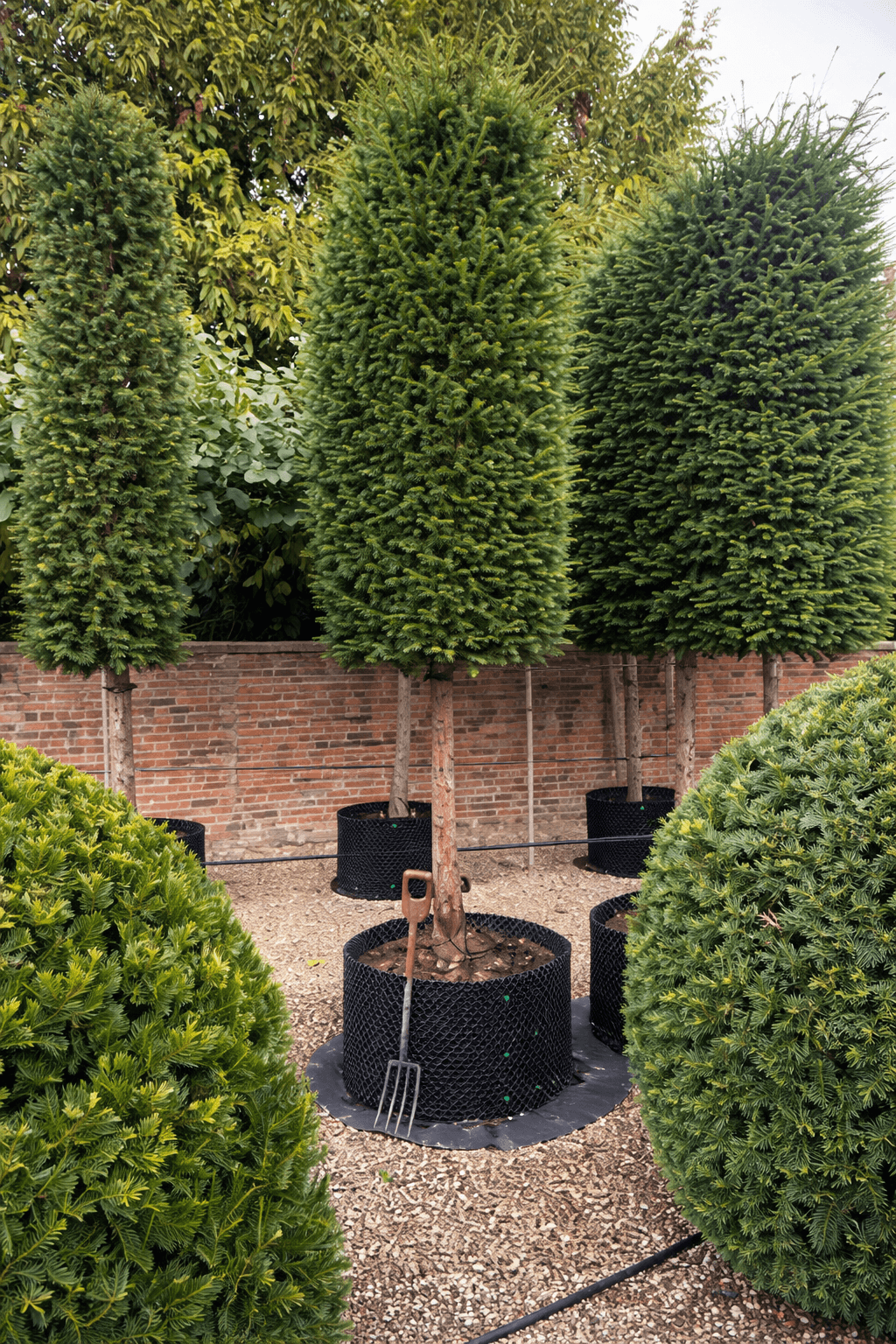 Pleached Yew