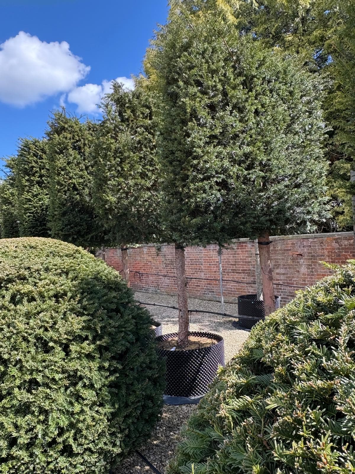 Pleached Yew
