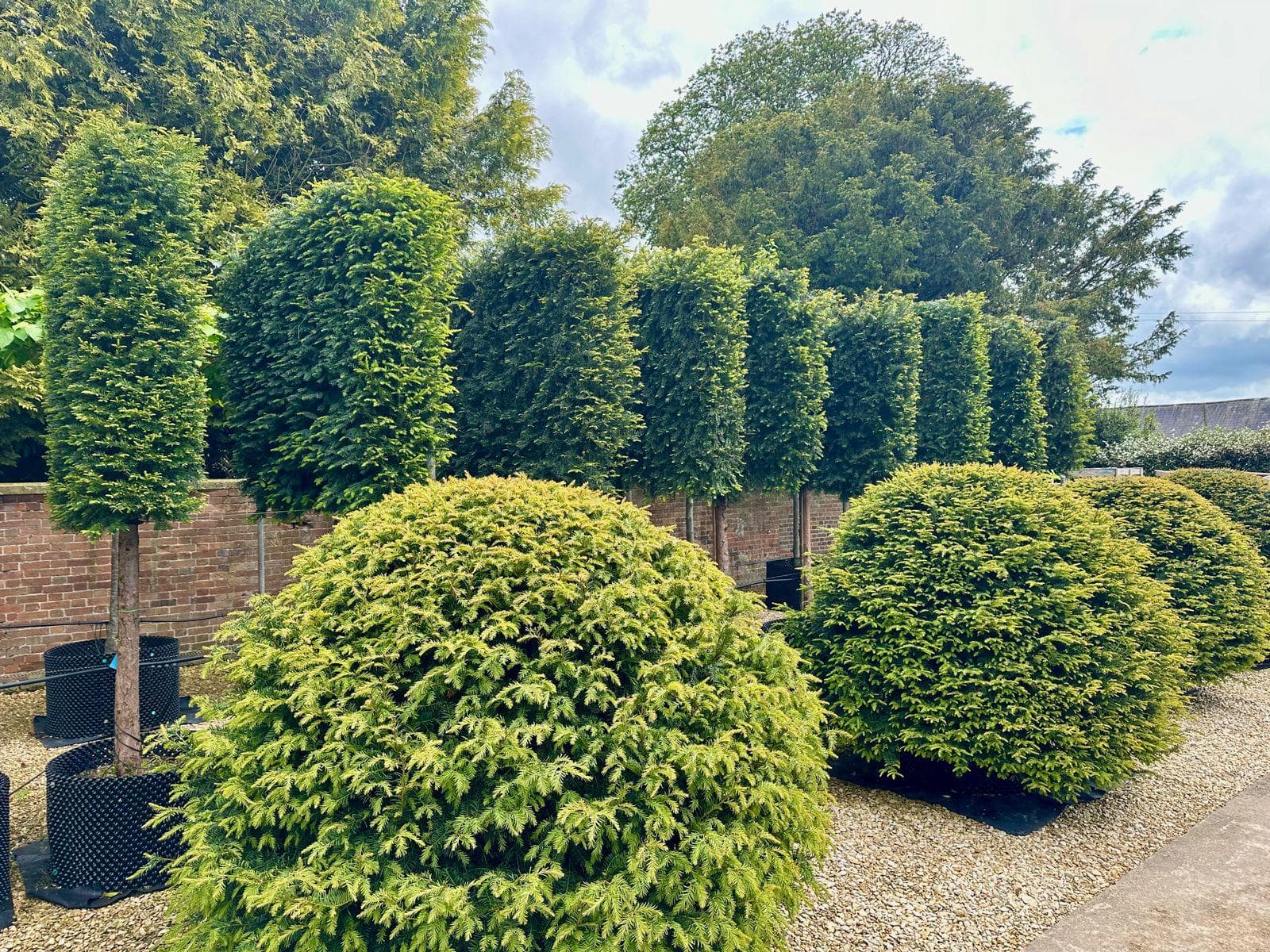 Pleached Yew