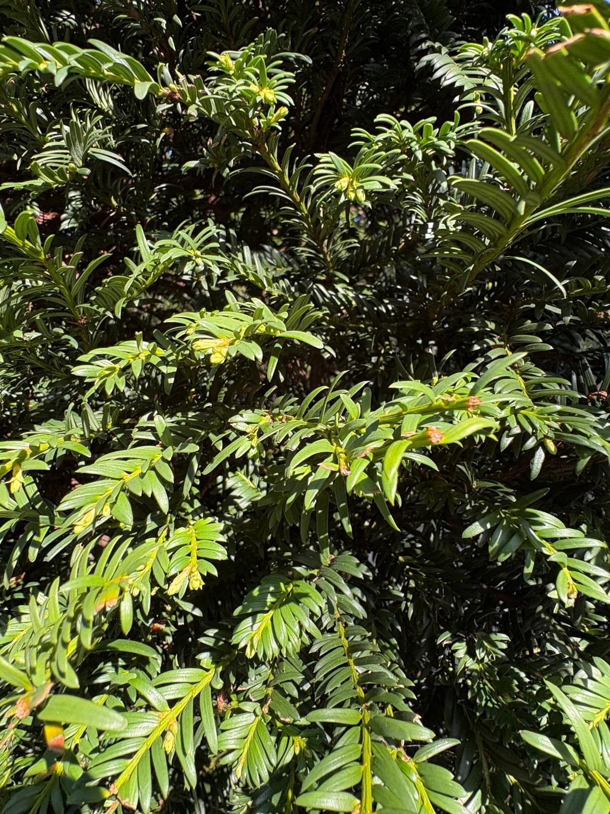 Pleached Yew