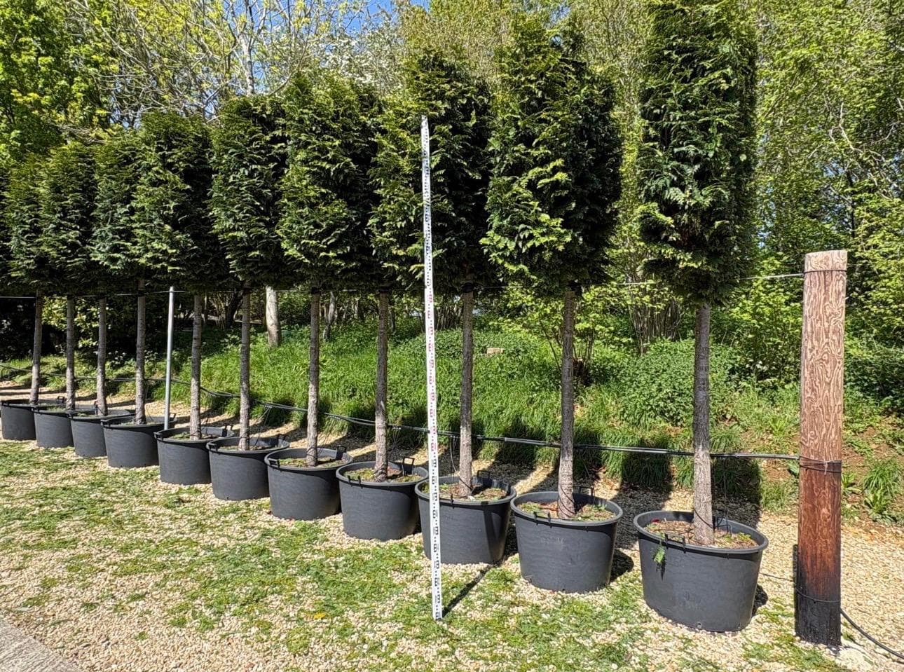 Pleached Yew (Taxus baccata)