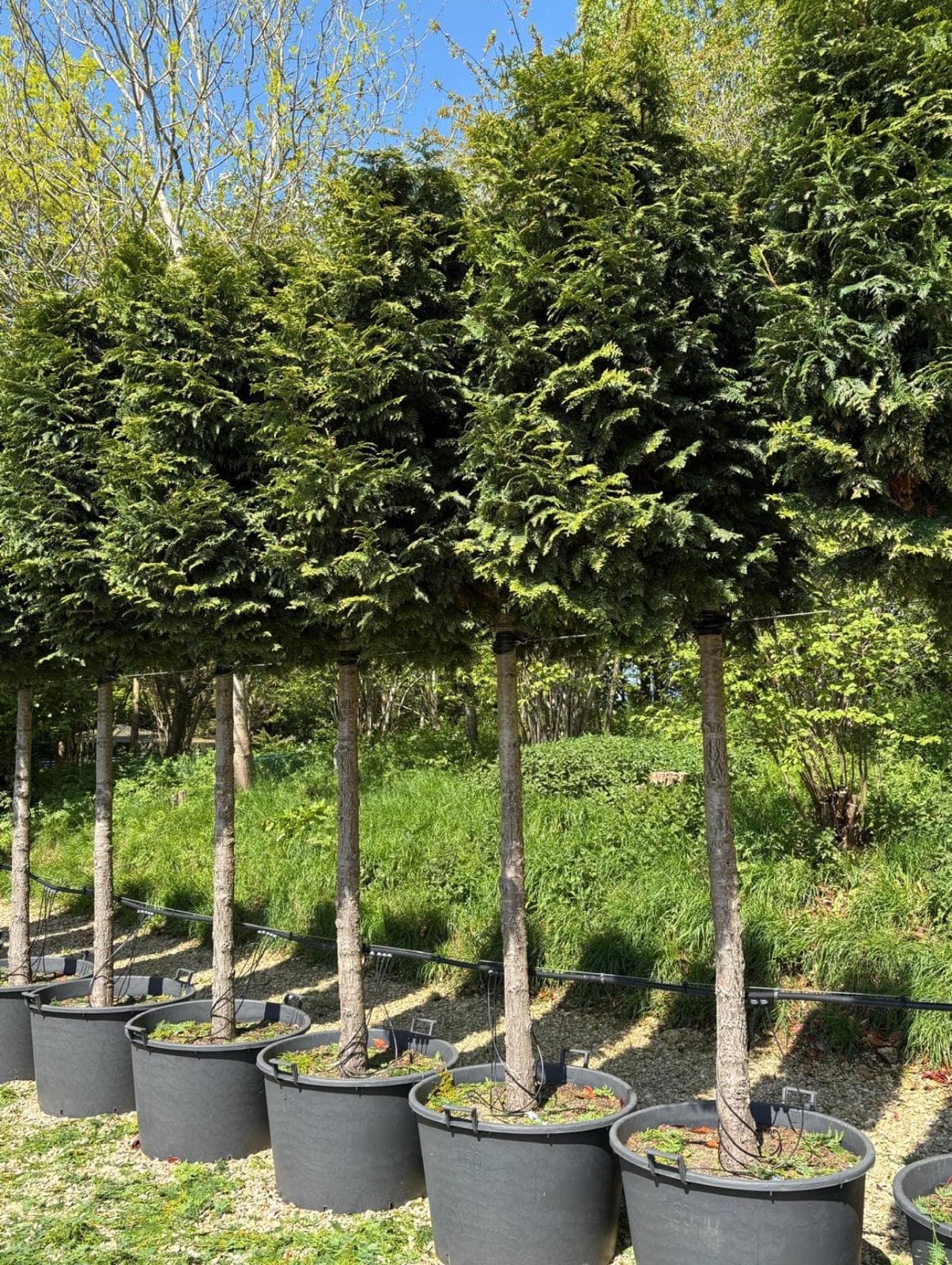 Pleached Yew (Taxus baccata)