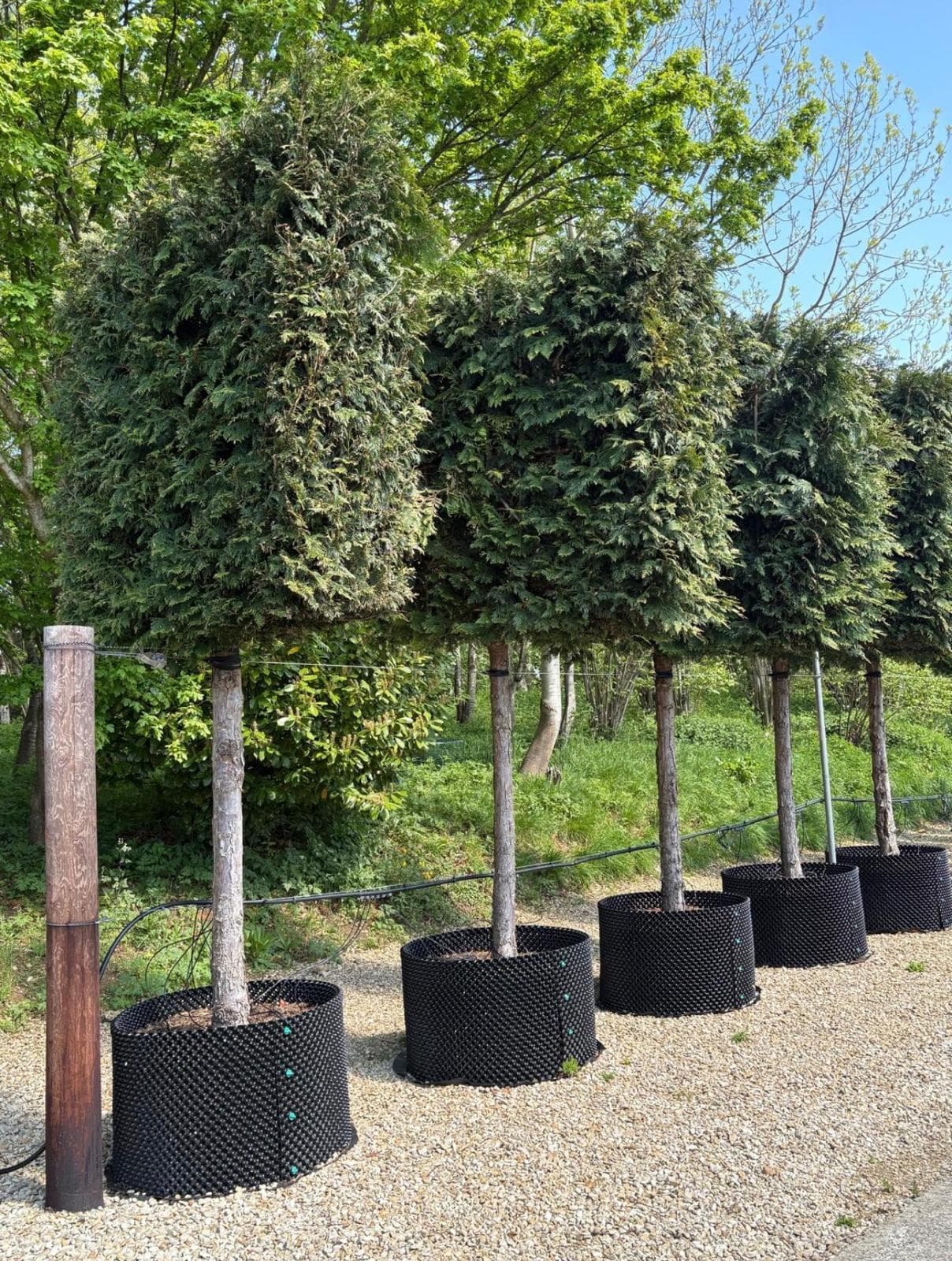 Pleached Yew (Taxus baccata)
