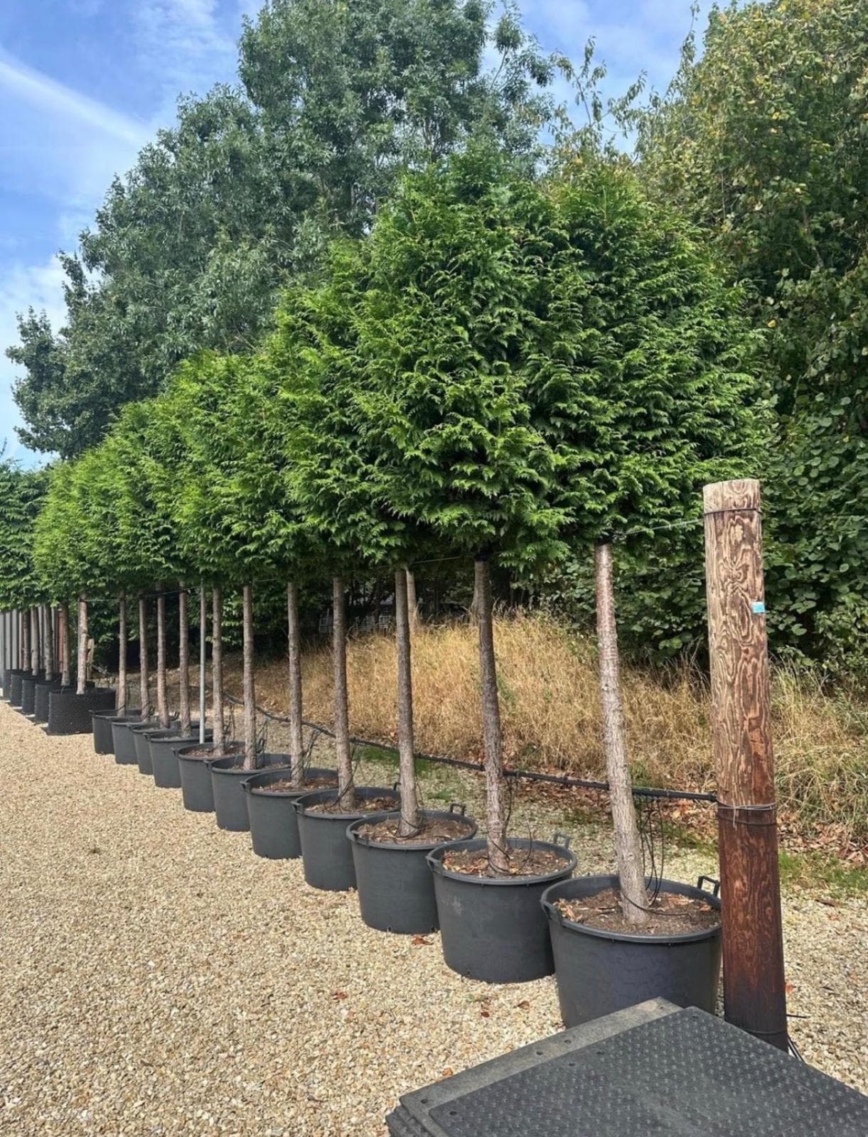 Pleached Yew (Taxus baccata)