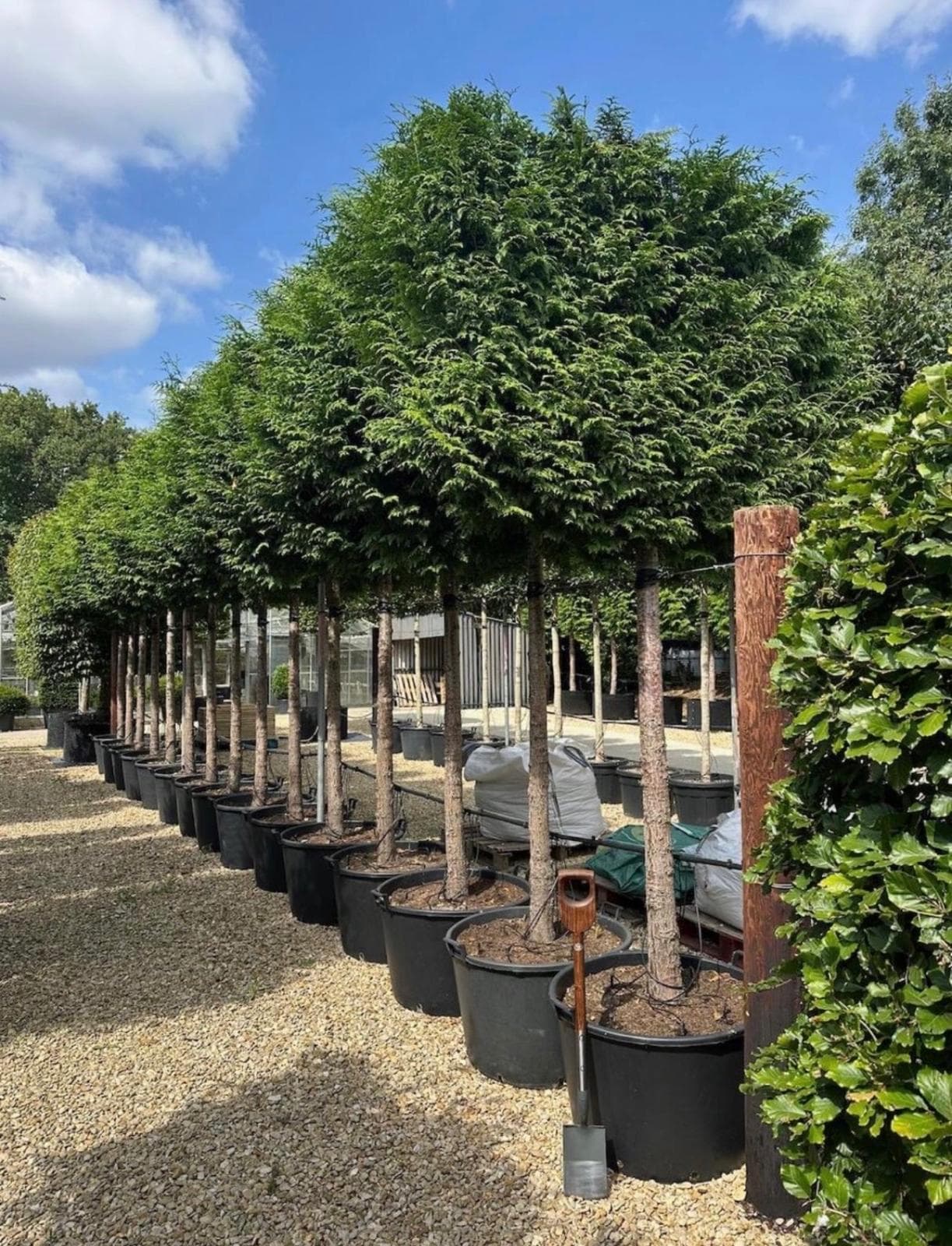 Pleached Yew (Taxus baccata)