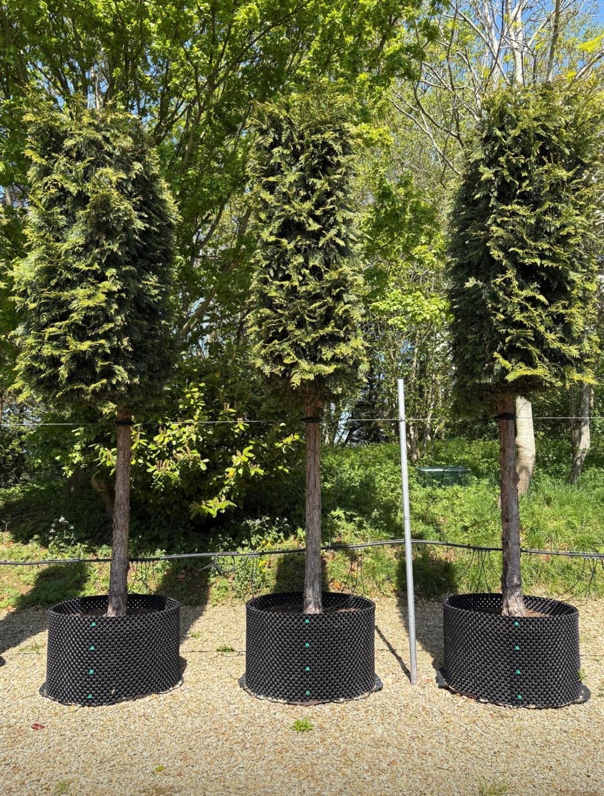 Pleached Yew (Taxus baccata)