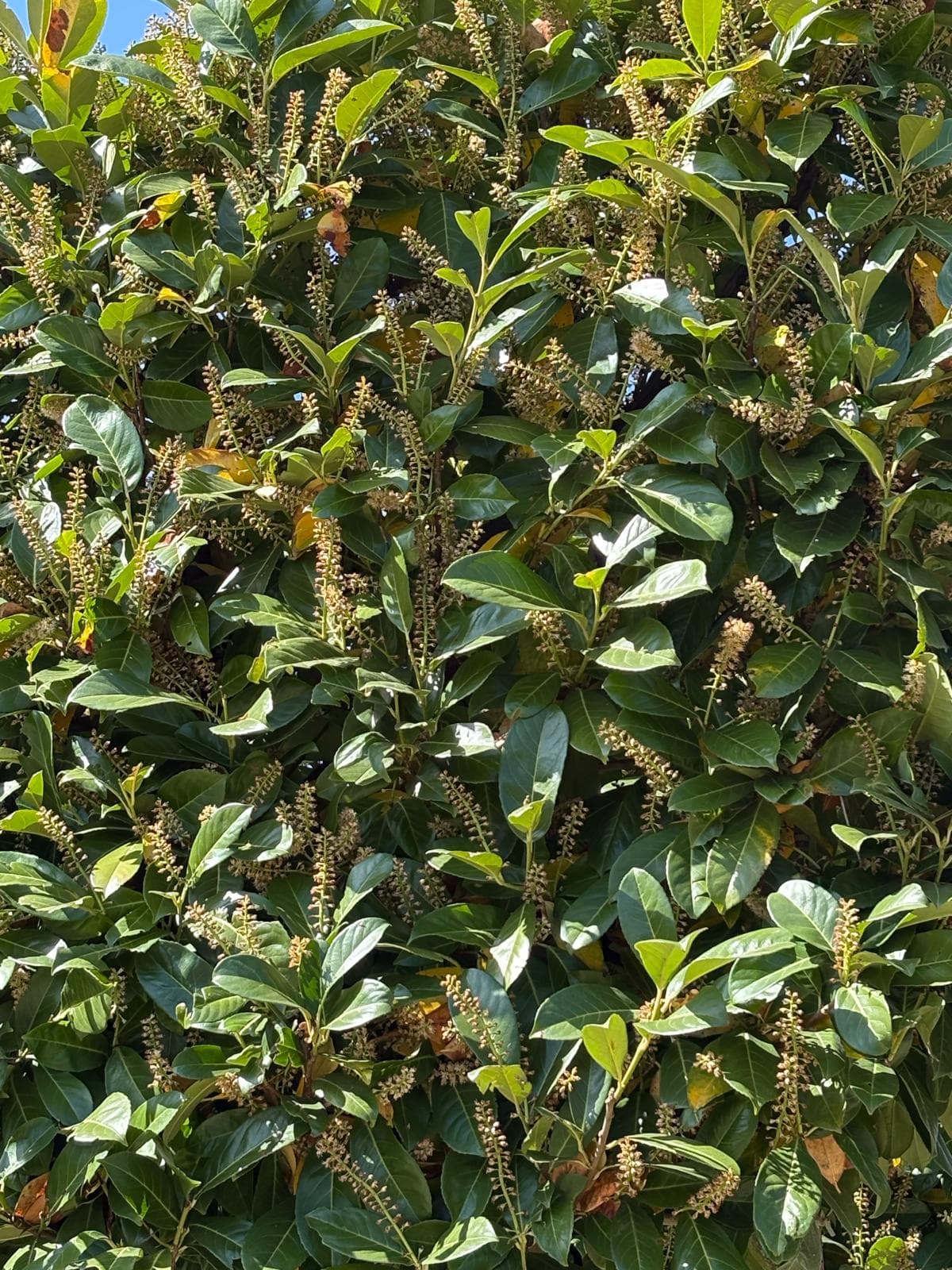 Cherry Laurel Rotundifolia leaf and flower spike close-up detail
