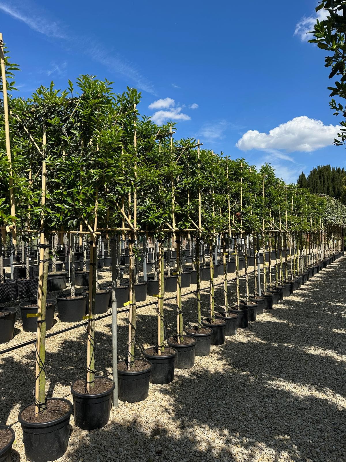 Pleached Portuguese Laurel Angustifolia - rows at nursery