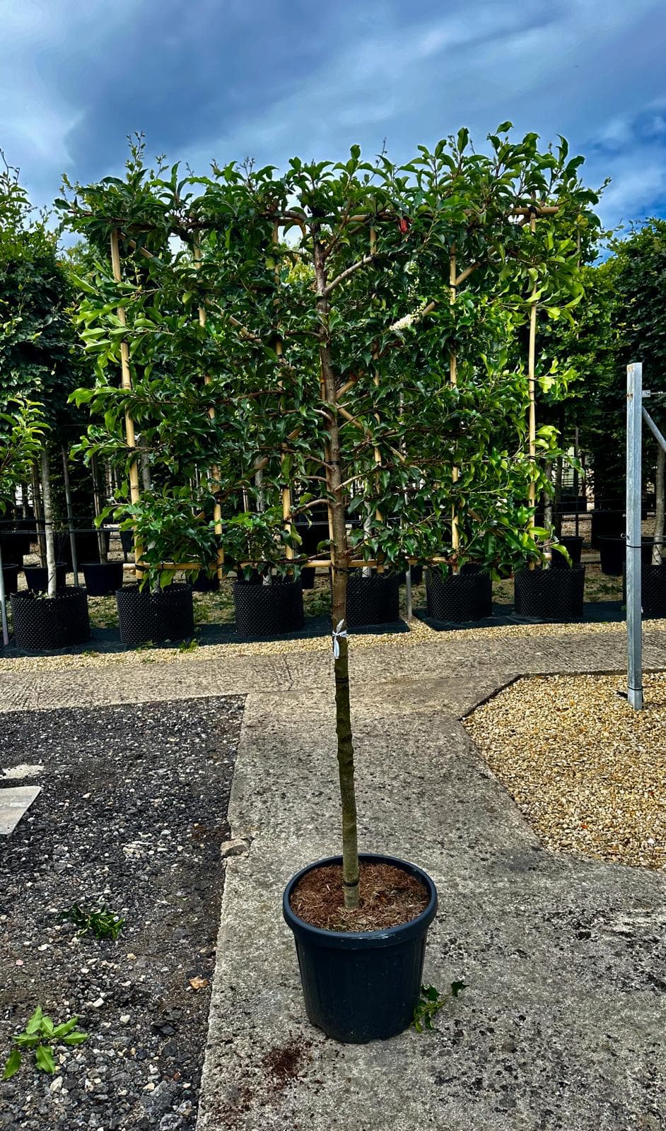 Pleached Portuguese Laurel Angustifolia - single tree in pot