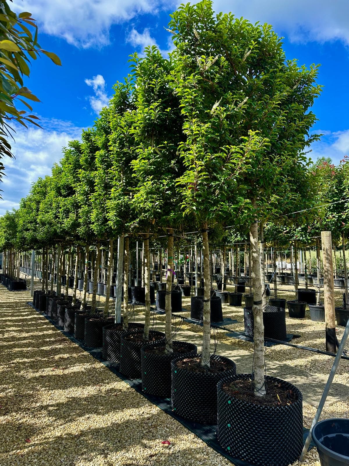 Pleached Portuguese Laurel
