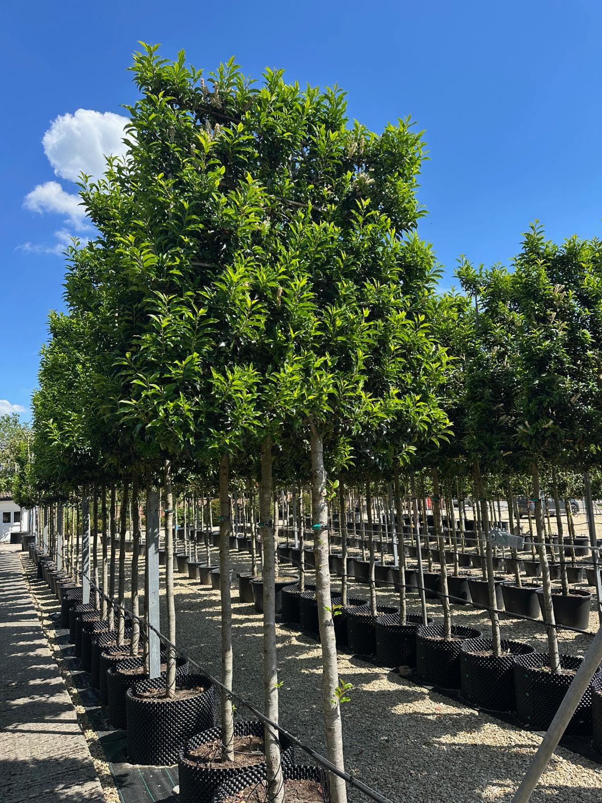 Pleached Portuguese Laurel Brenelia - rows at nursery
