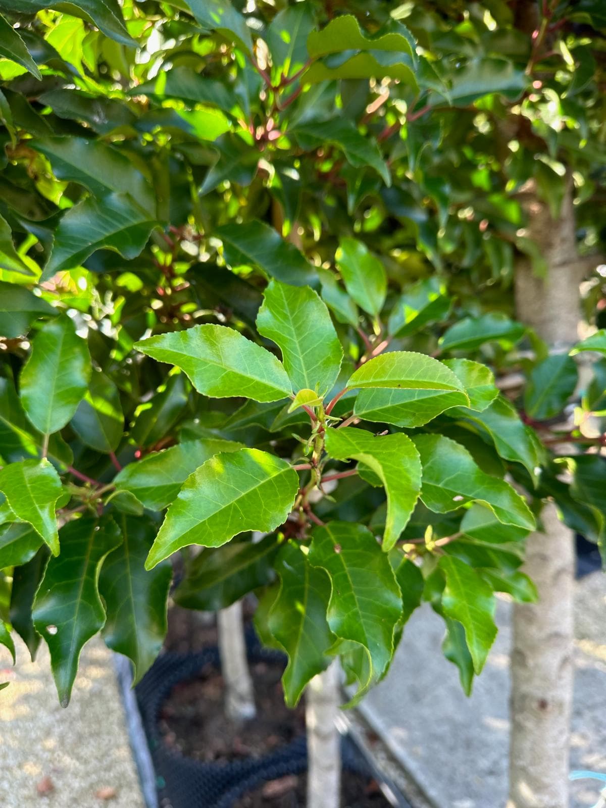 Pleached Portuguese Laurel Brenelia - leaf detail