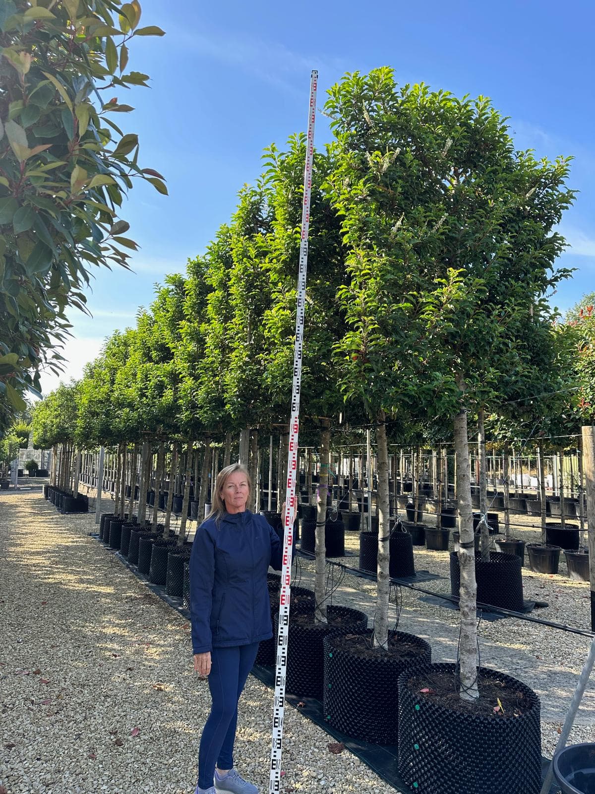 Pleached Portuguese Laurel Brenelia - with measuring pole