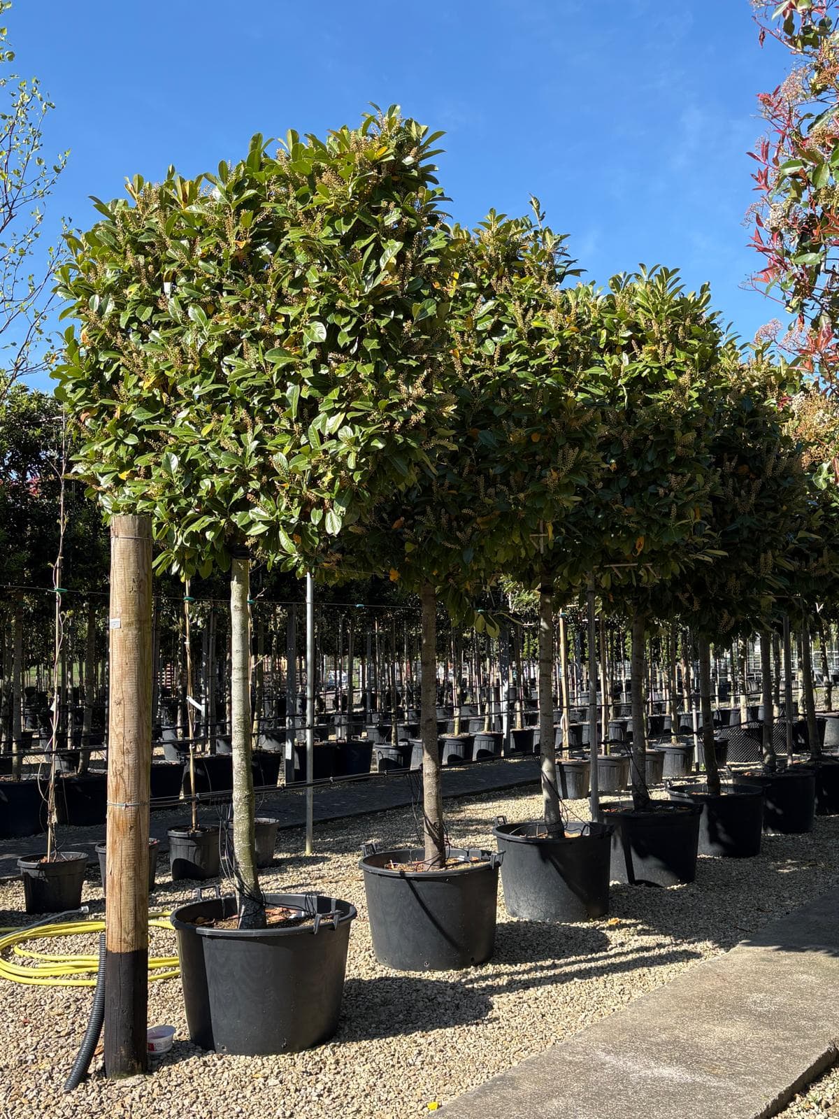 Pleached Photinia Red Robin - Image 1
