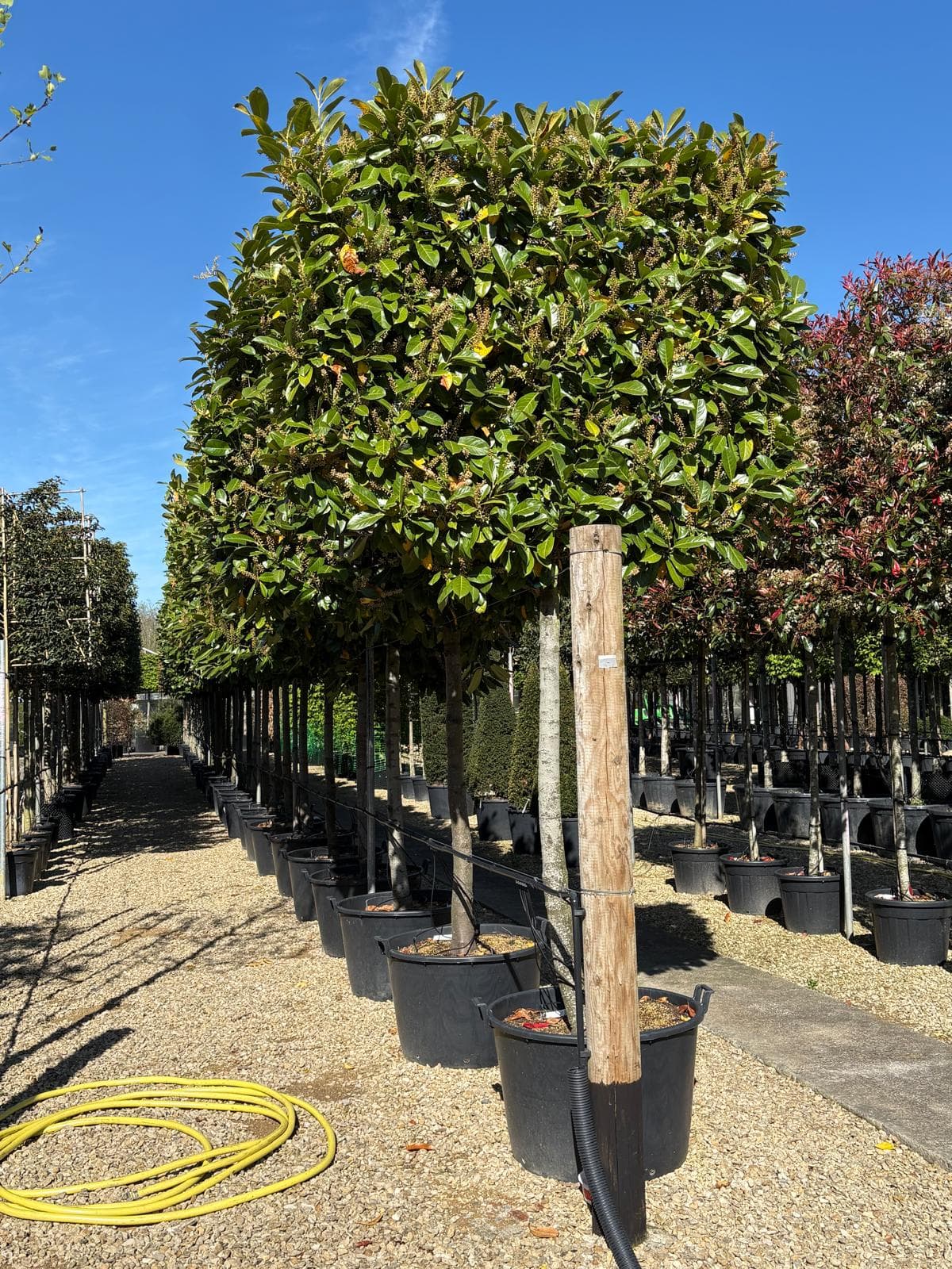 Pleached Photinia Red Robin - Image 2