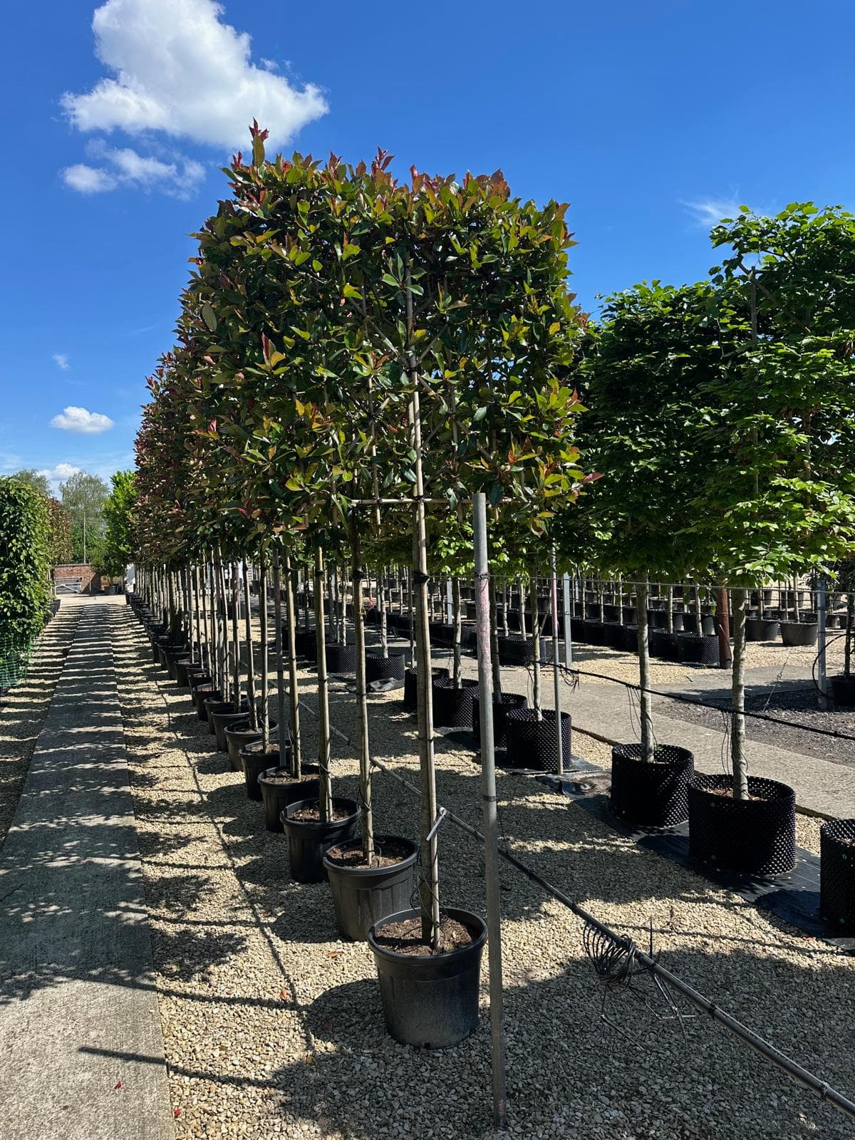 Pleached Photinia Red Robin - Image 3