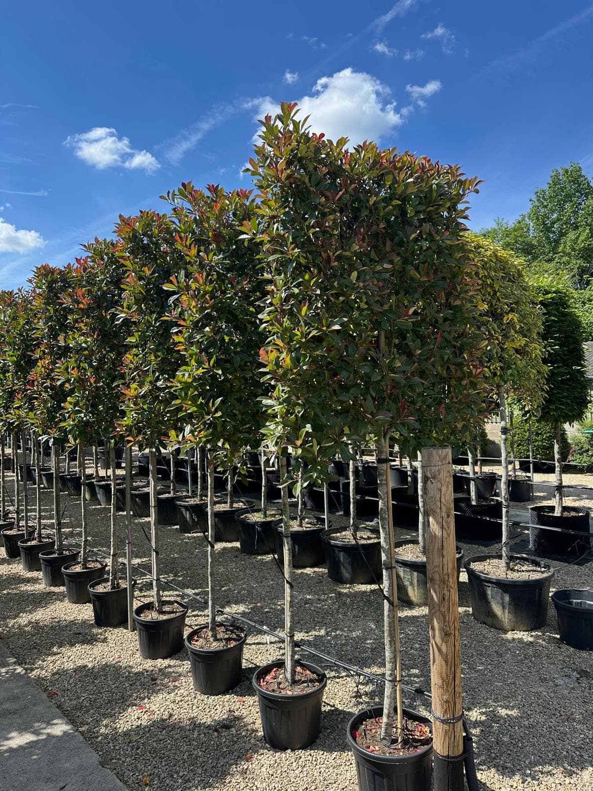 Pleached Photinia Red Robin - Image 4