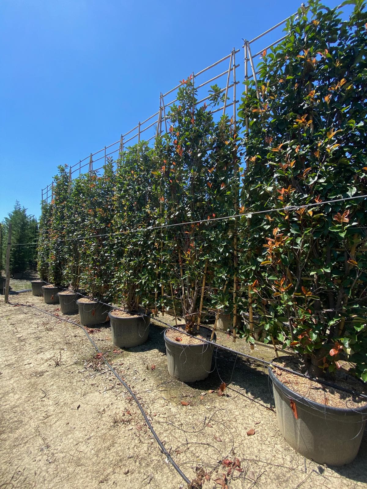 Pleached Photinia Red Robin - Image 5