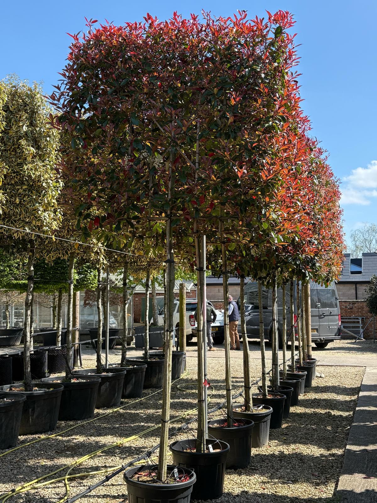 Pleached Photinia Red Robin with vibrant red new growth at nursery