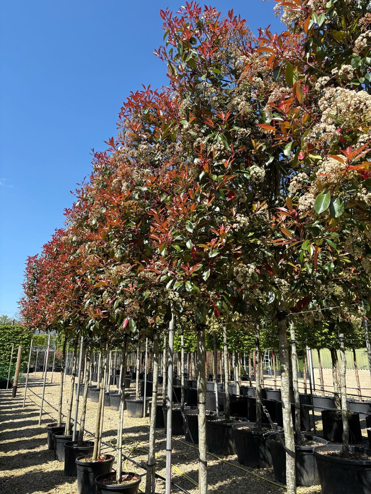 Row of Pleached Photinia Red Robin showing red foliage and white flower clusters