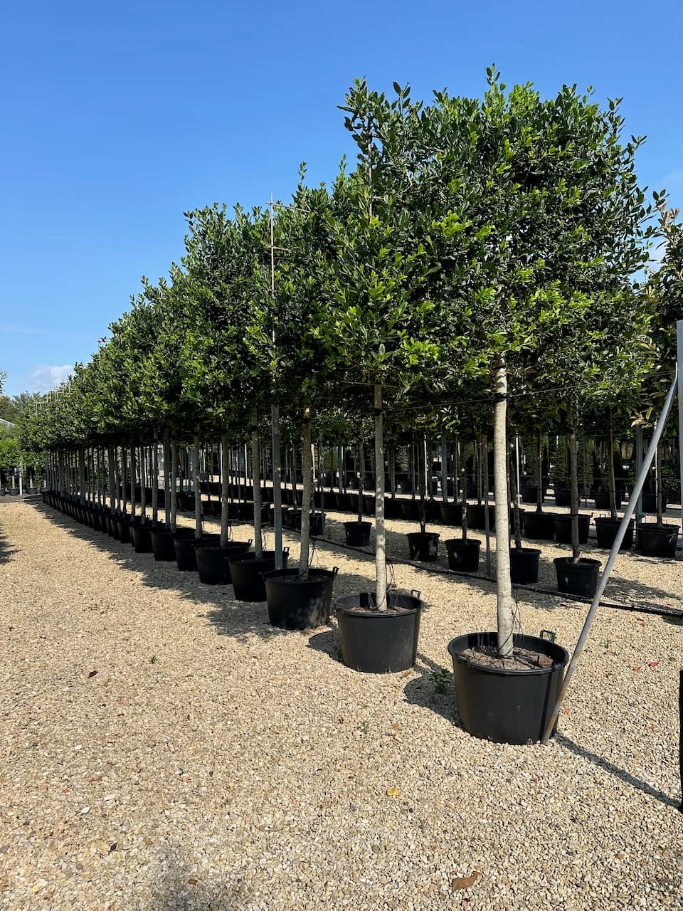 Pleached Trees