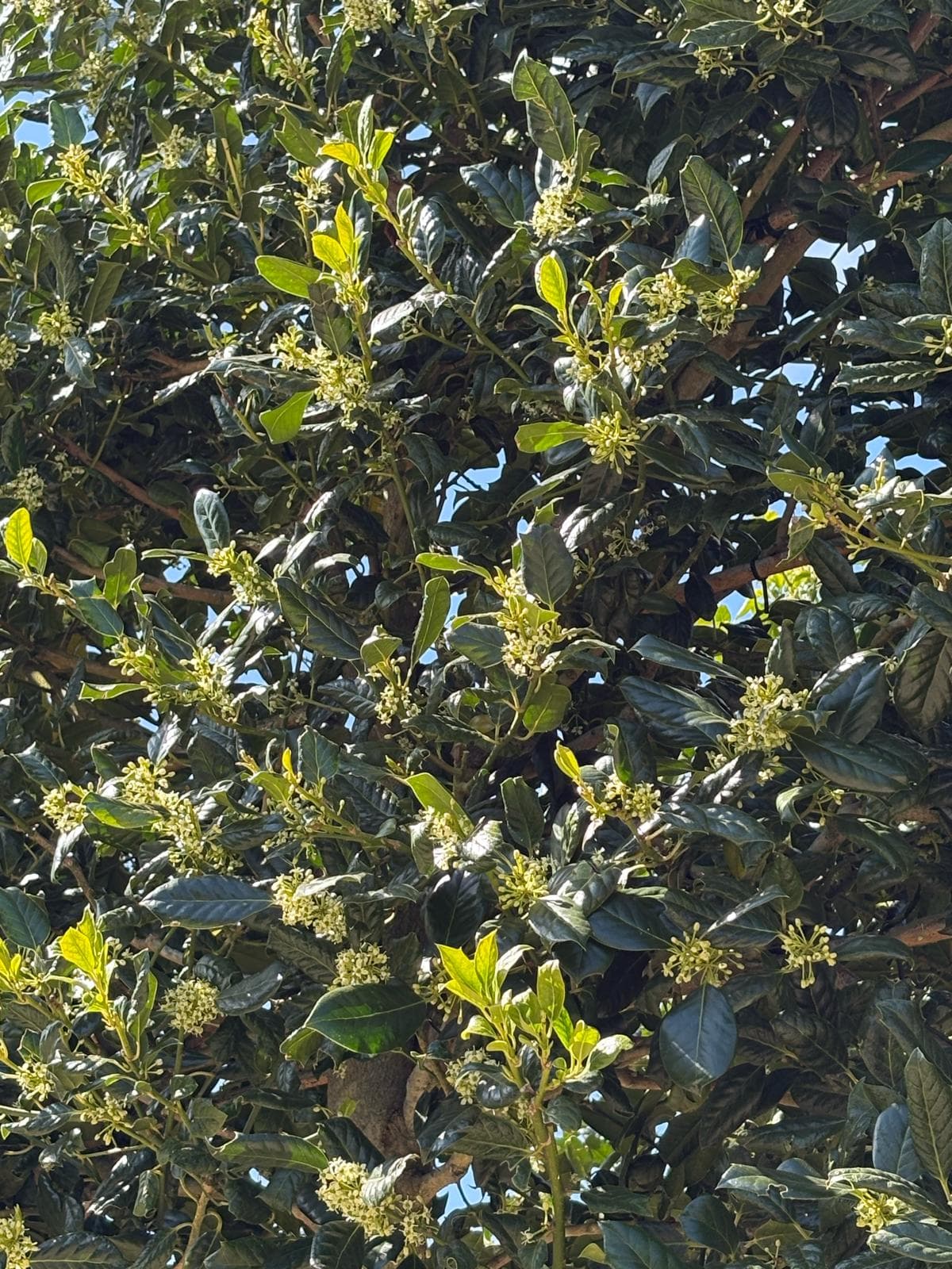 Pleached Holly Nellie Stevens leaf and flower bud detail close-up