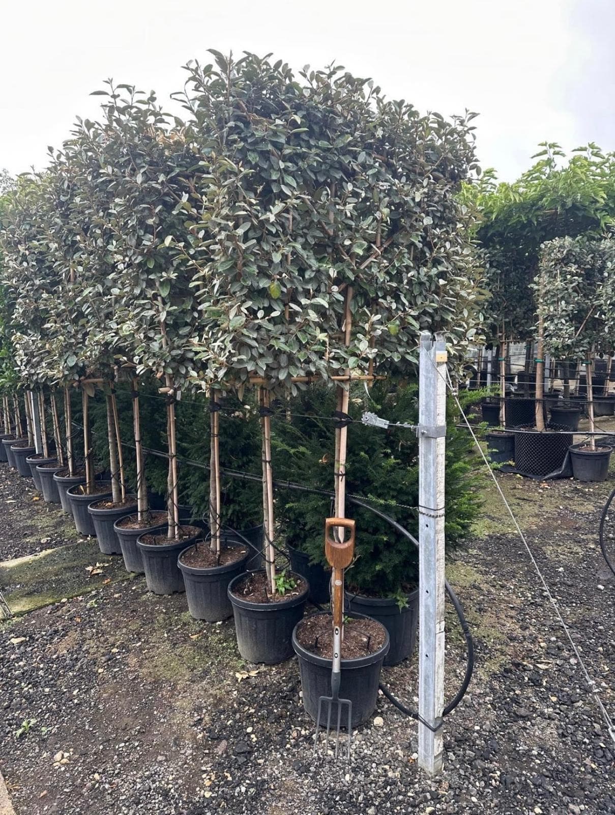 Pleached Elaeagnus - Image 1