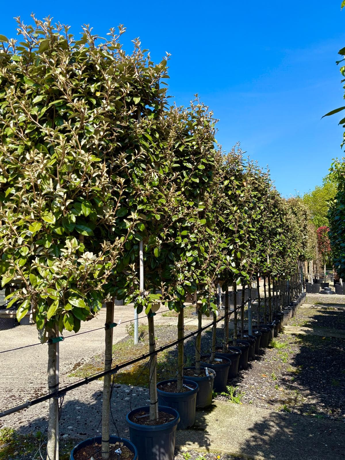 Pleached Elaeagnus