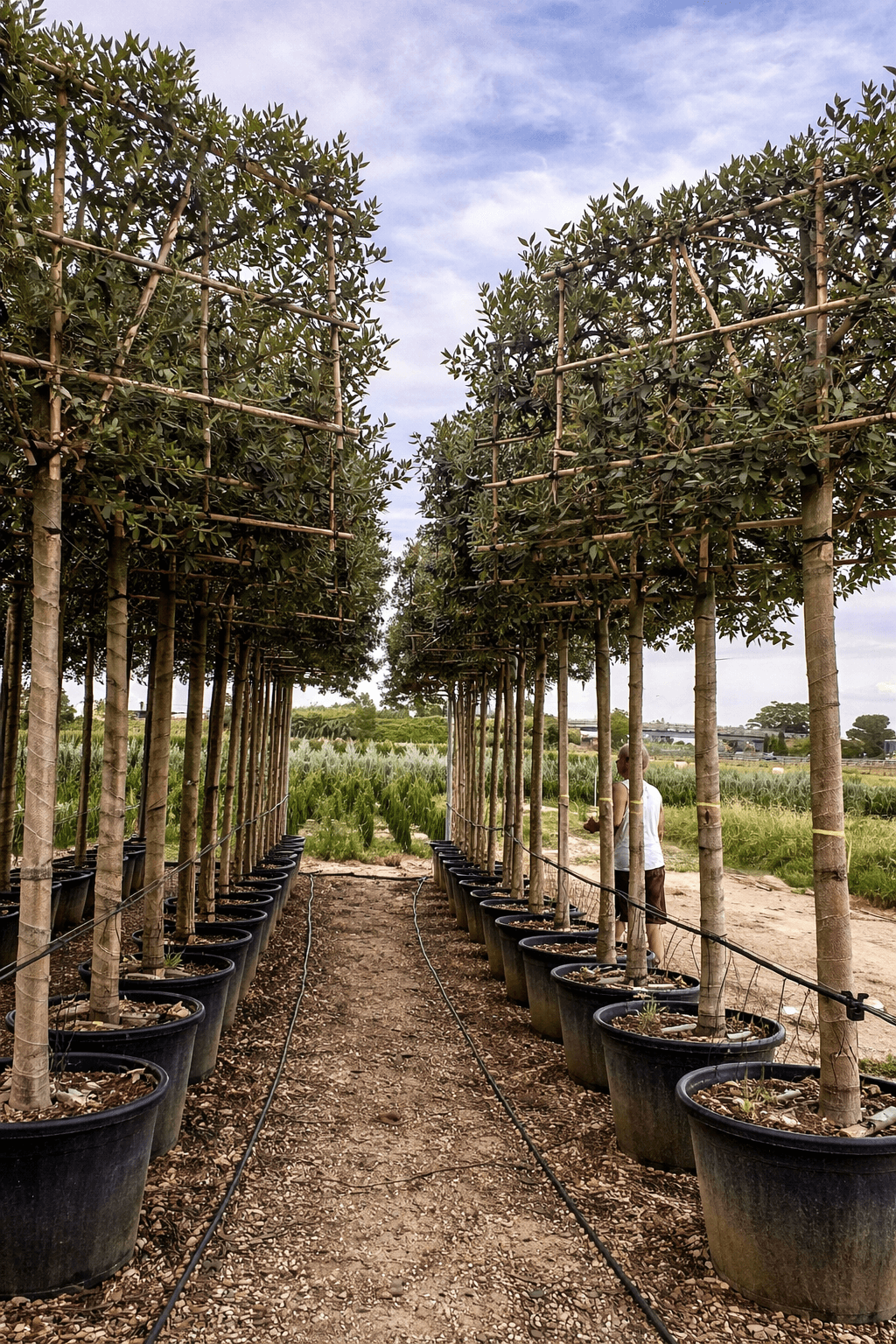 Pleached Holm Oak