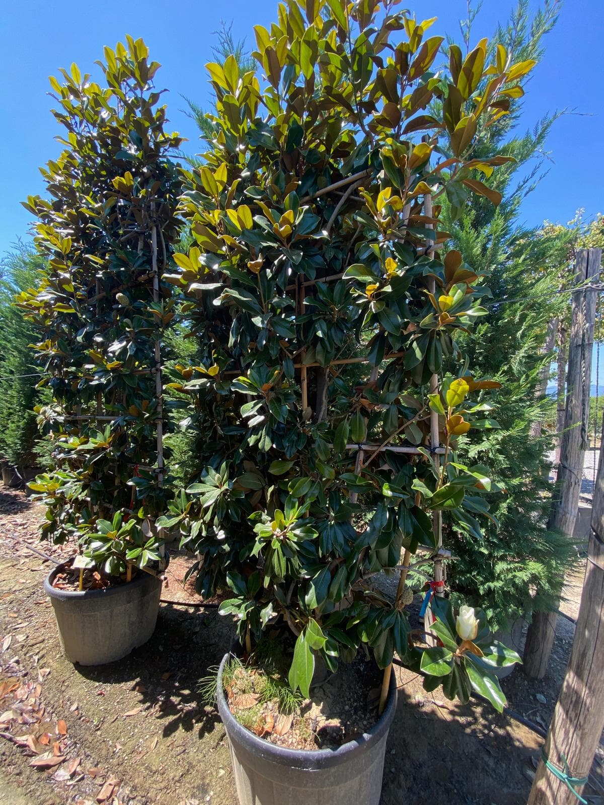 Pleached Magnolia Grandiflora specimens