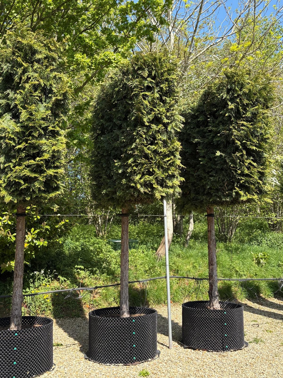 Pleached Western Red Cedar