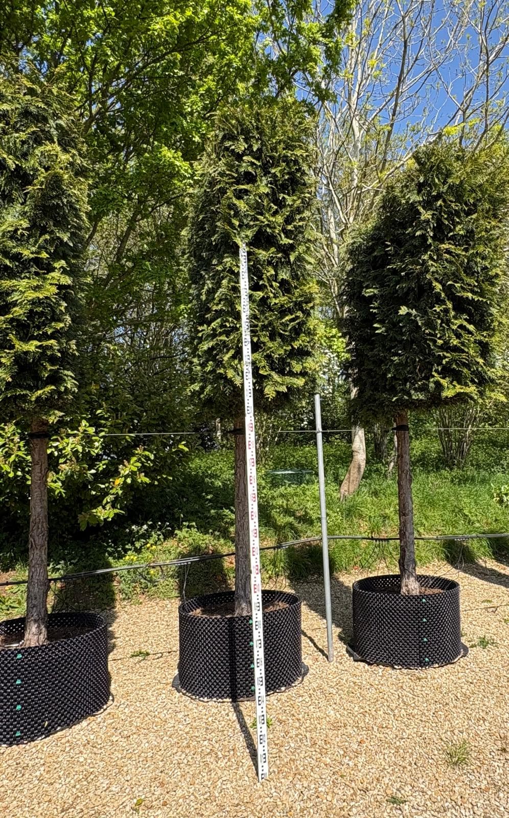 Pleached Western Red Cedar