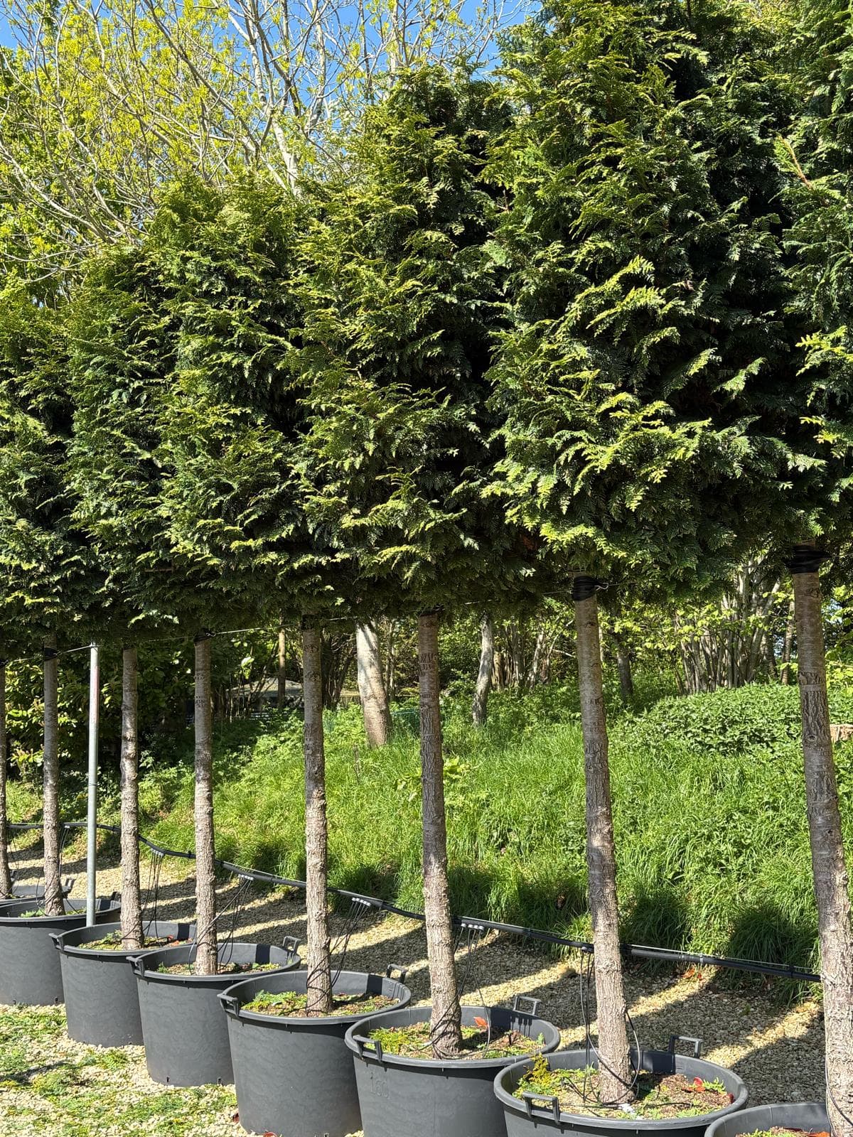 Pleached Western Red Cedar
