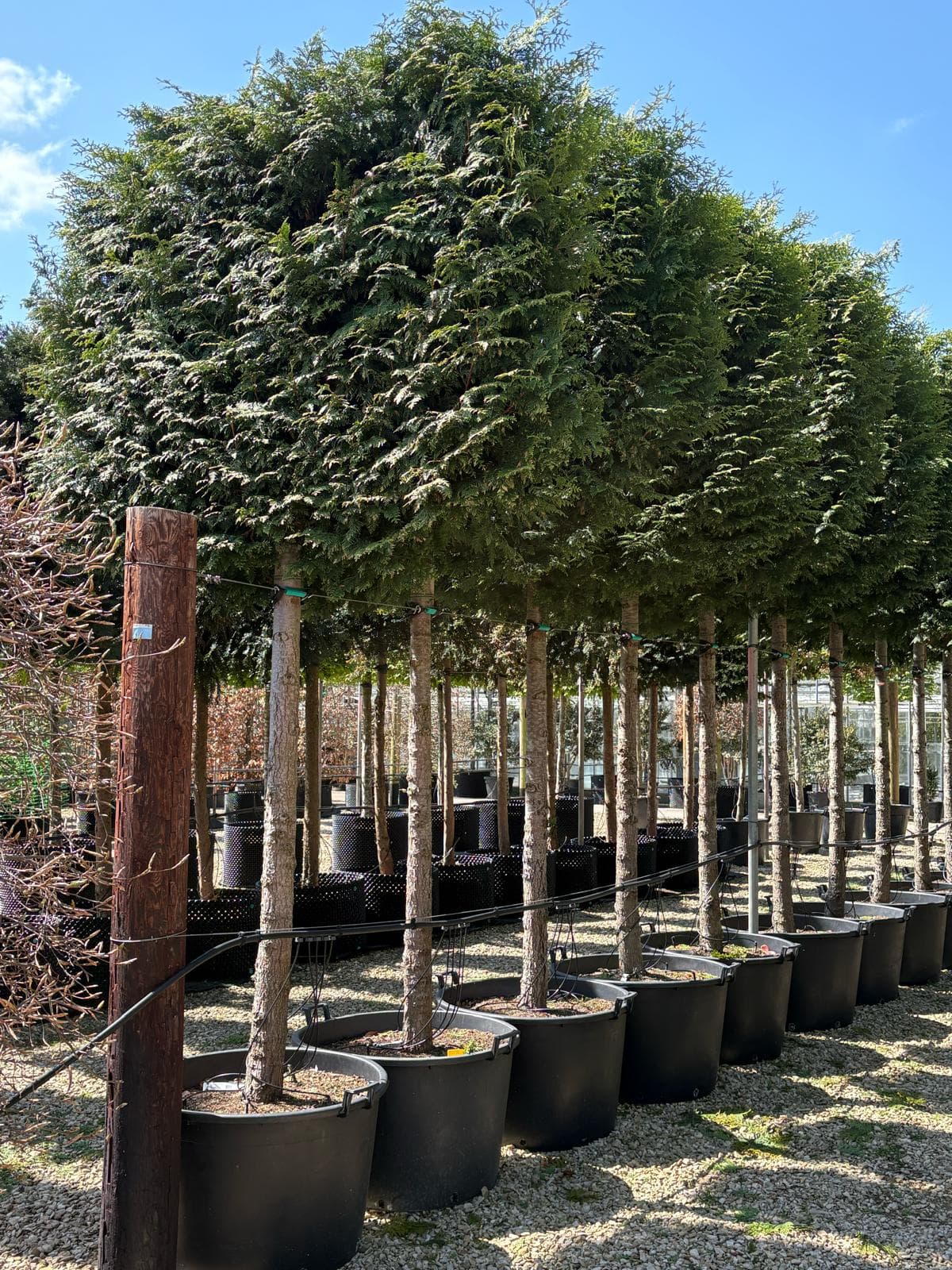 Pleached Western Red Cedar Gelderland with rounded trained canopy