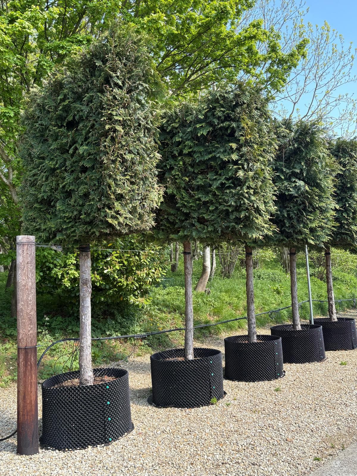 Pleached Thuja plicata Martin in air-pots at nursery