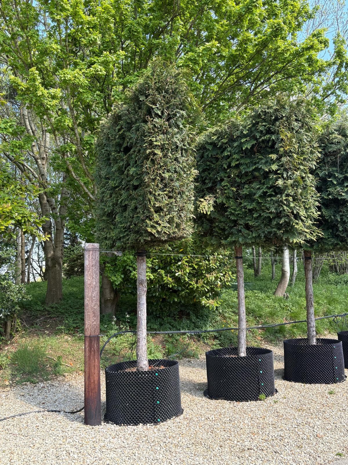 Row of Pleached Western Red Cedar Martin specimens