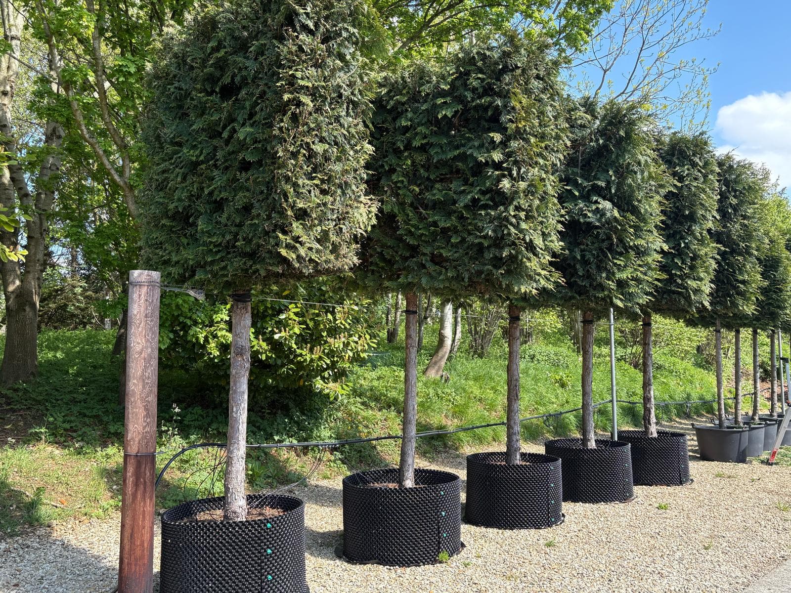 Pleached Thuja plicata Martin showing mature trained canopies