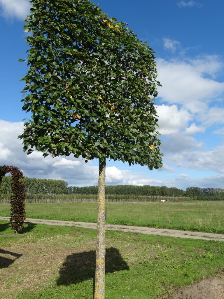 Pleached Mongolian Lime (Tilia mongolica 'Buda'), 25-30cm girth, 2.10m stem