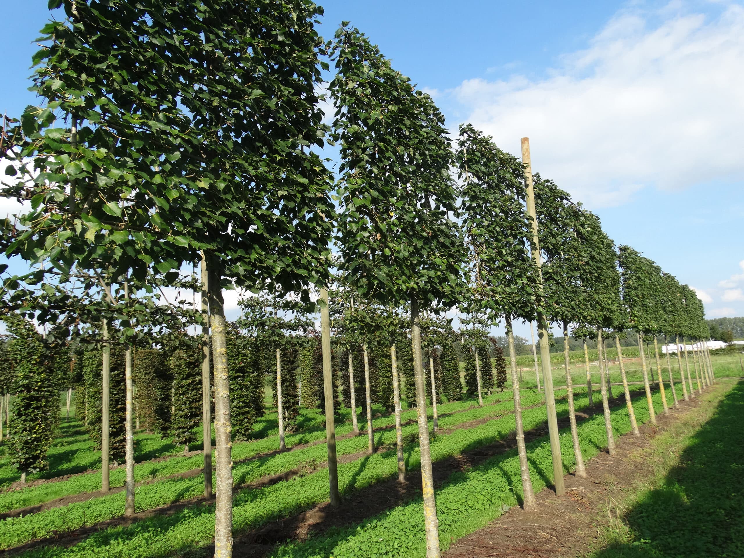 Pleached Mongolian Lime