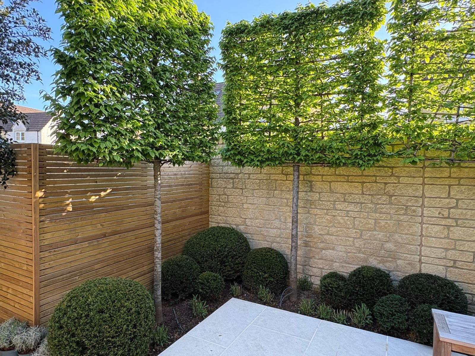 Pleached Hornbeam