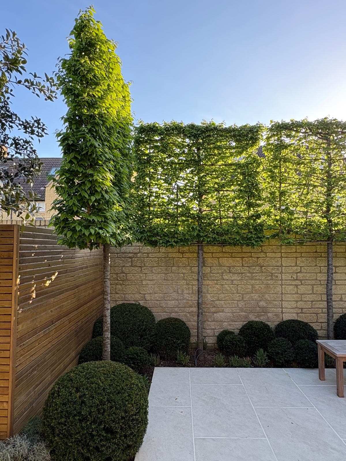 Pleached Hornbeam